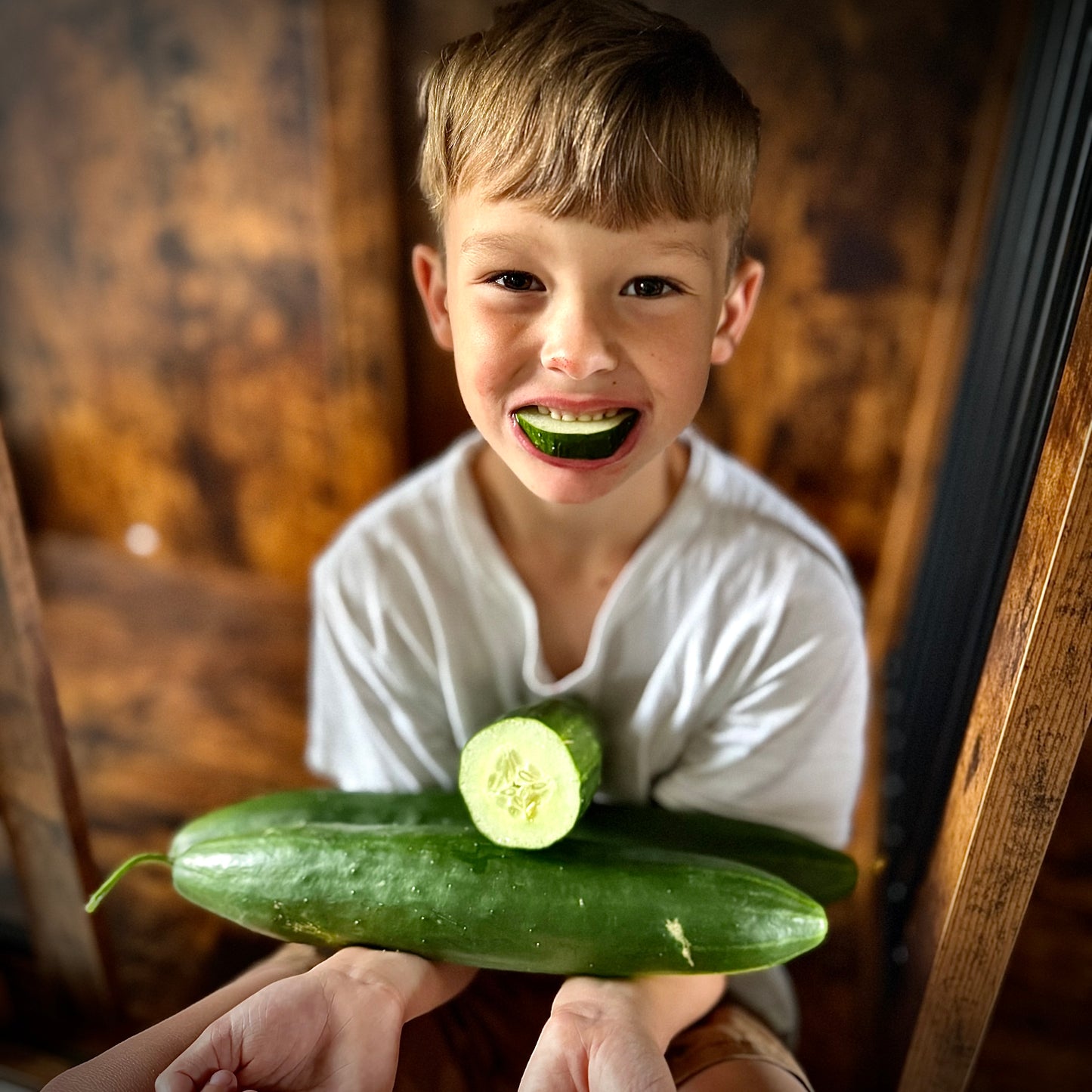 Cucumber - Shintokiwa