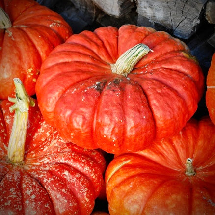 Squash - Cinderella