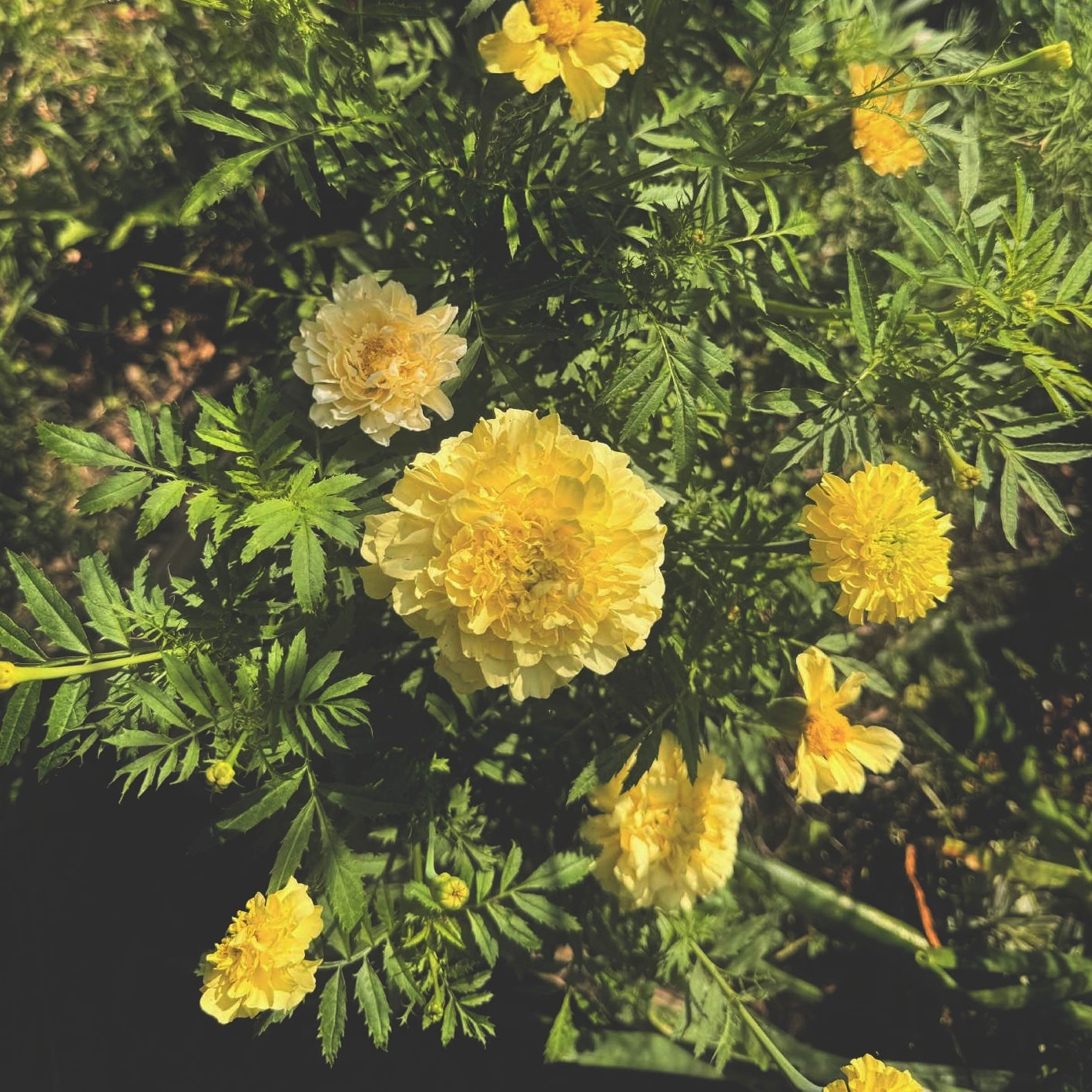 Marigold - Vanilla Ice