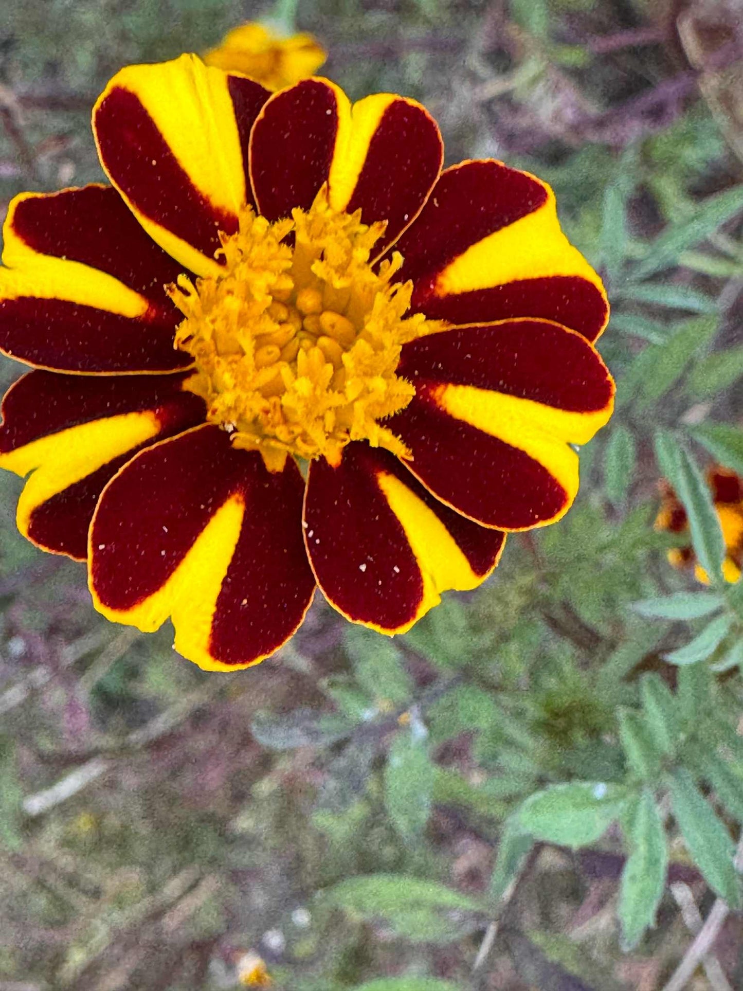 Marigold - Pinwheel