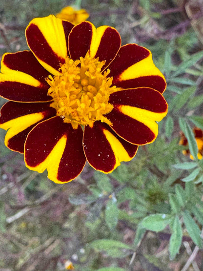 Marigold - Pinwheel