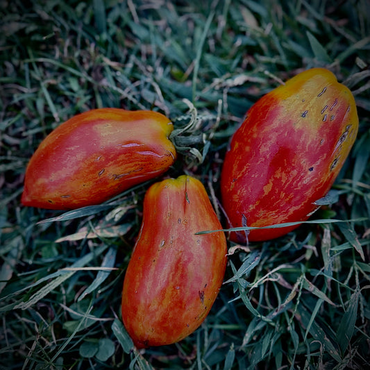 Tomato - Firebird’s Feather