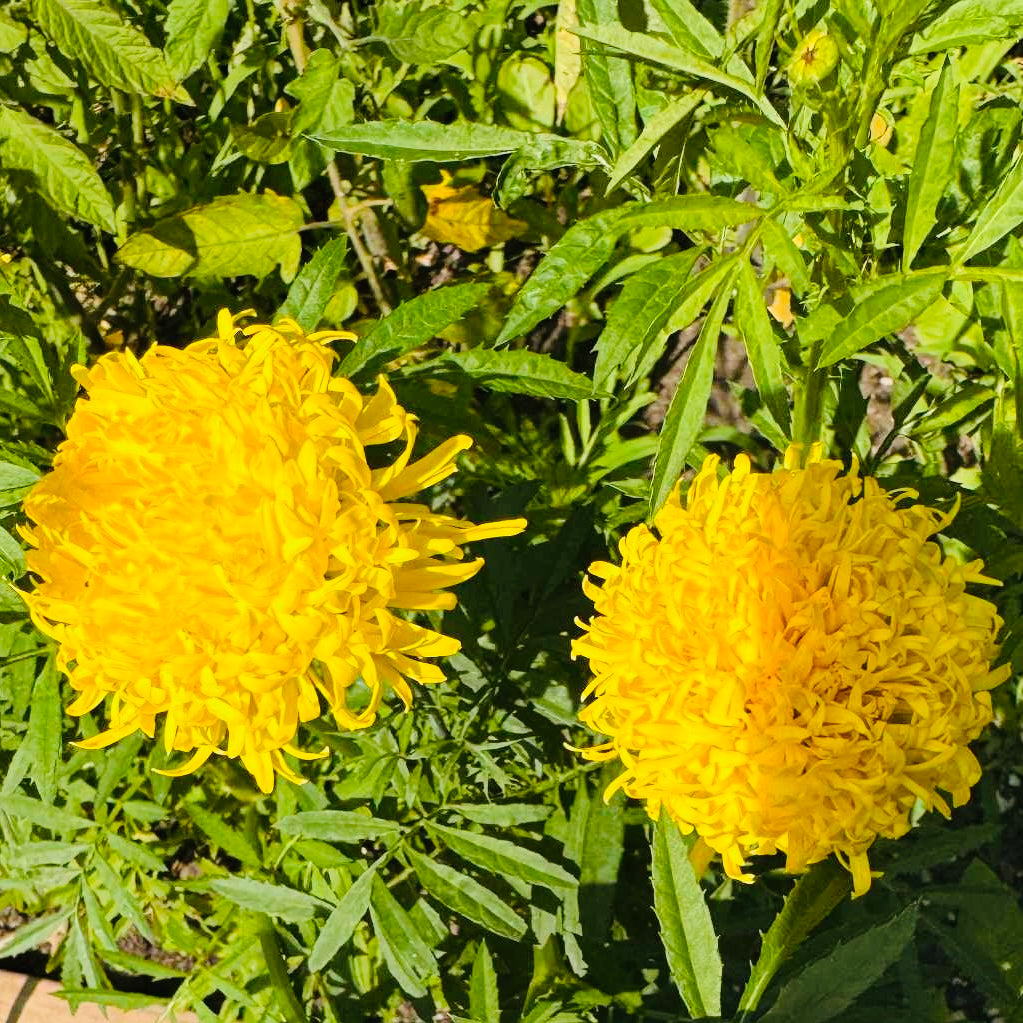 Marigold - Phyliss