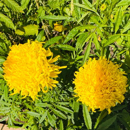 Marigold - Phyliss