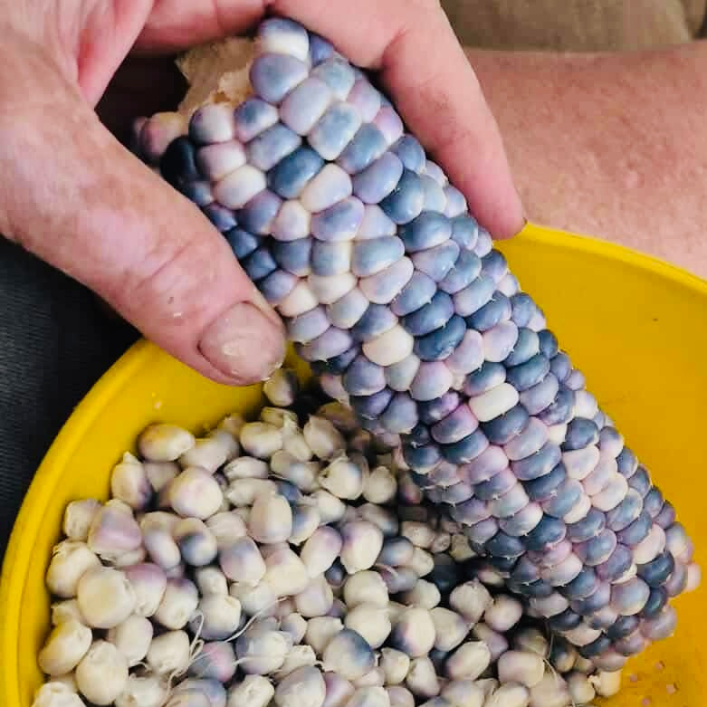 Corn - Blue Hopi