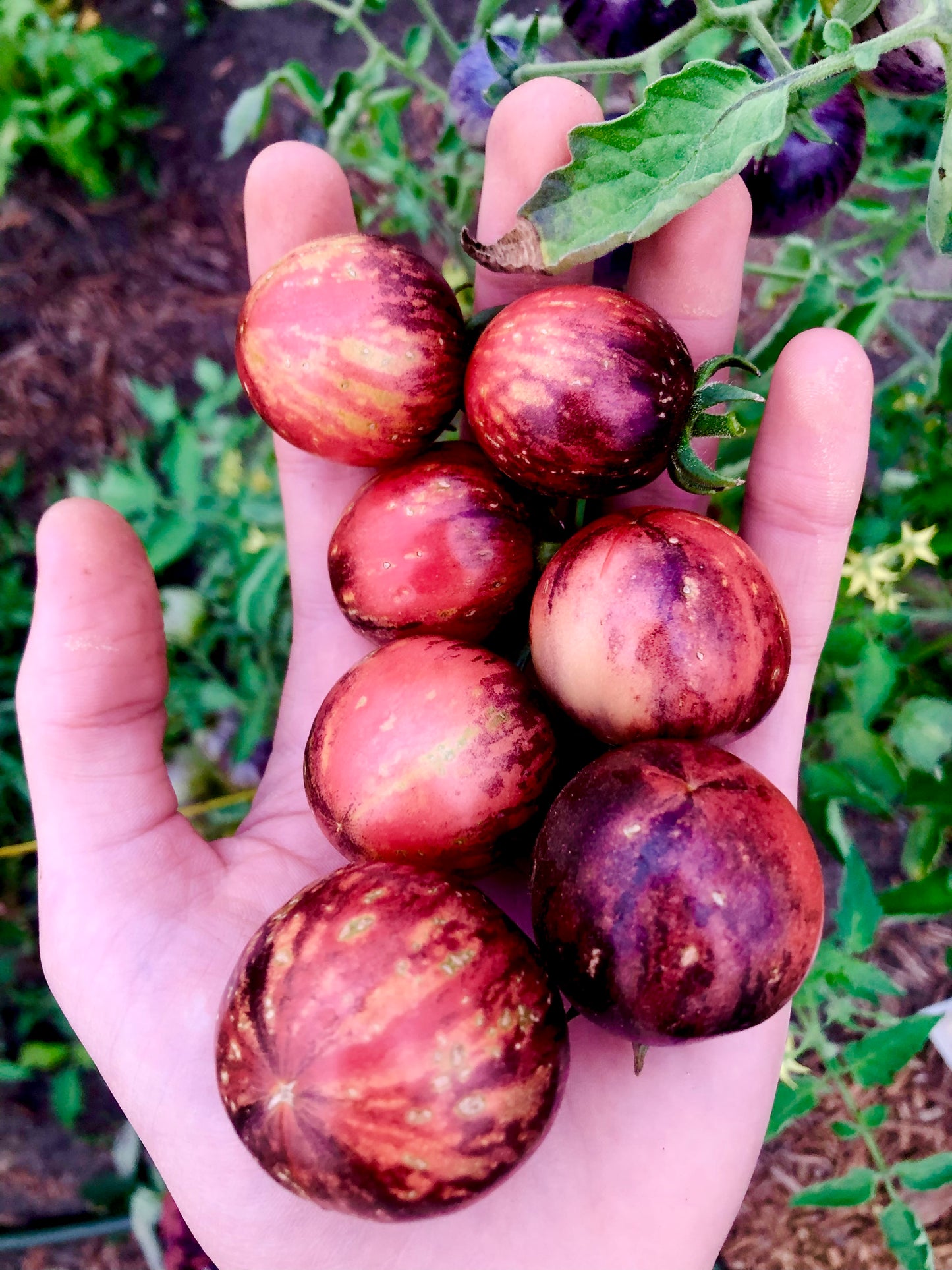 Tomato - Black Strawberry