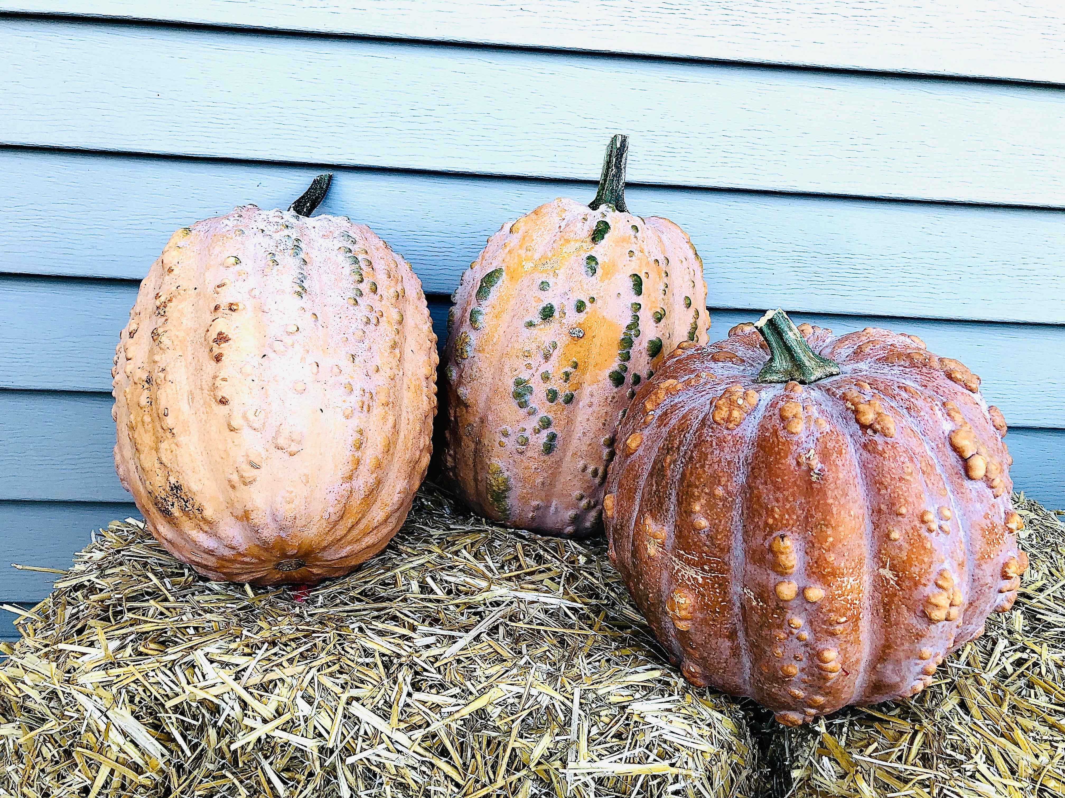 Musquach Squash - Musquee De Maroc – Beebe Seed Co