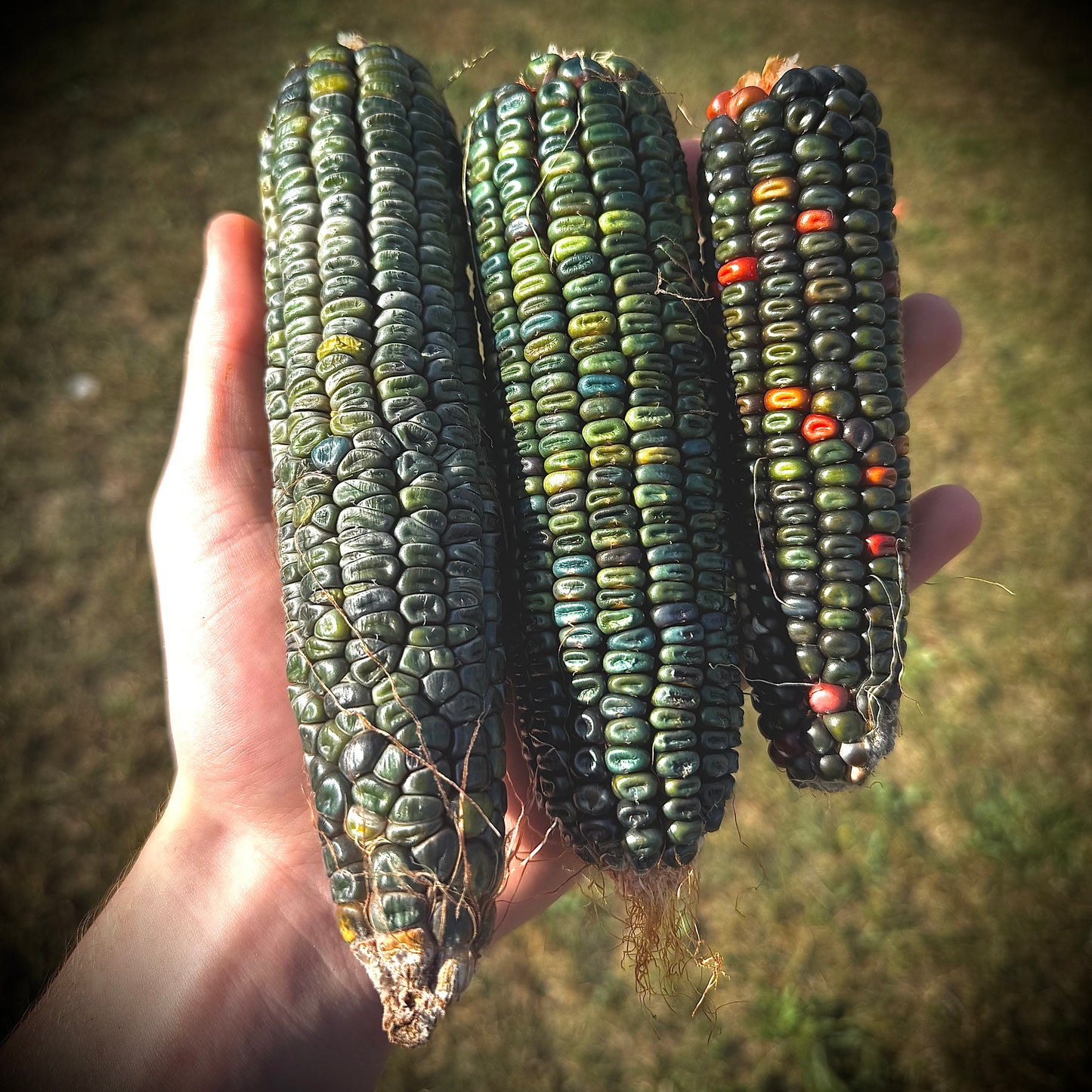 Corn - Oaxacan Green