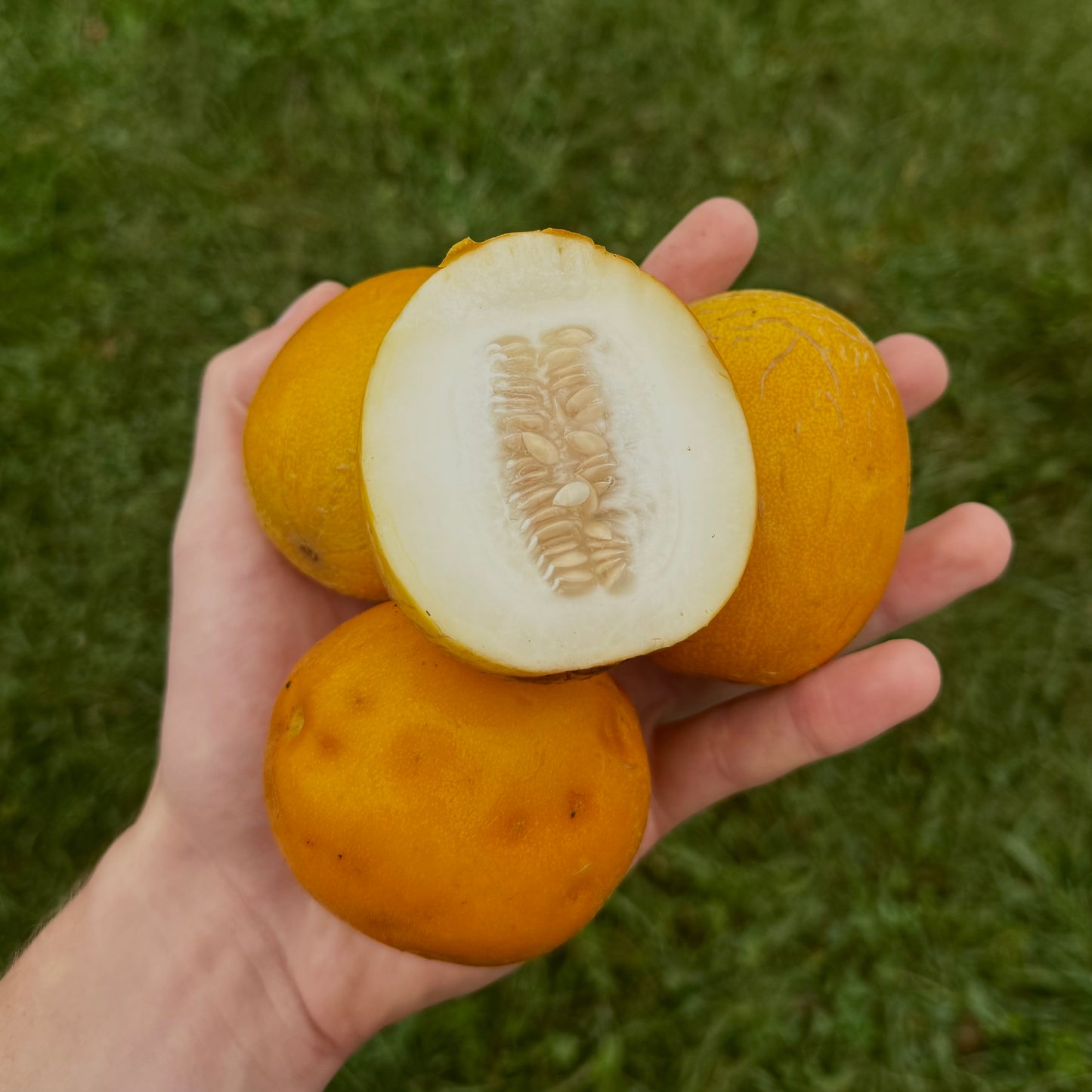Melon - Mango