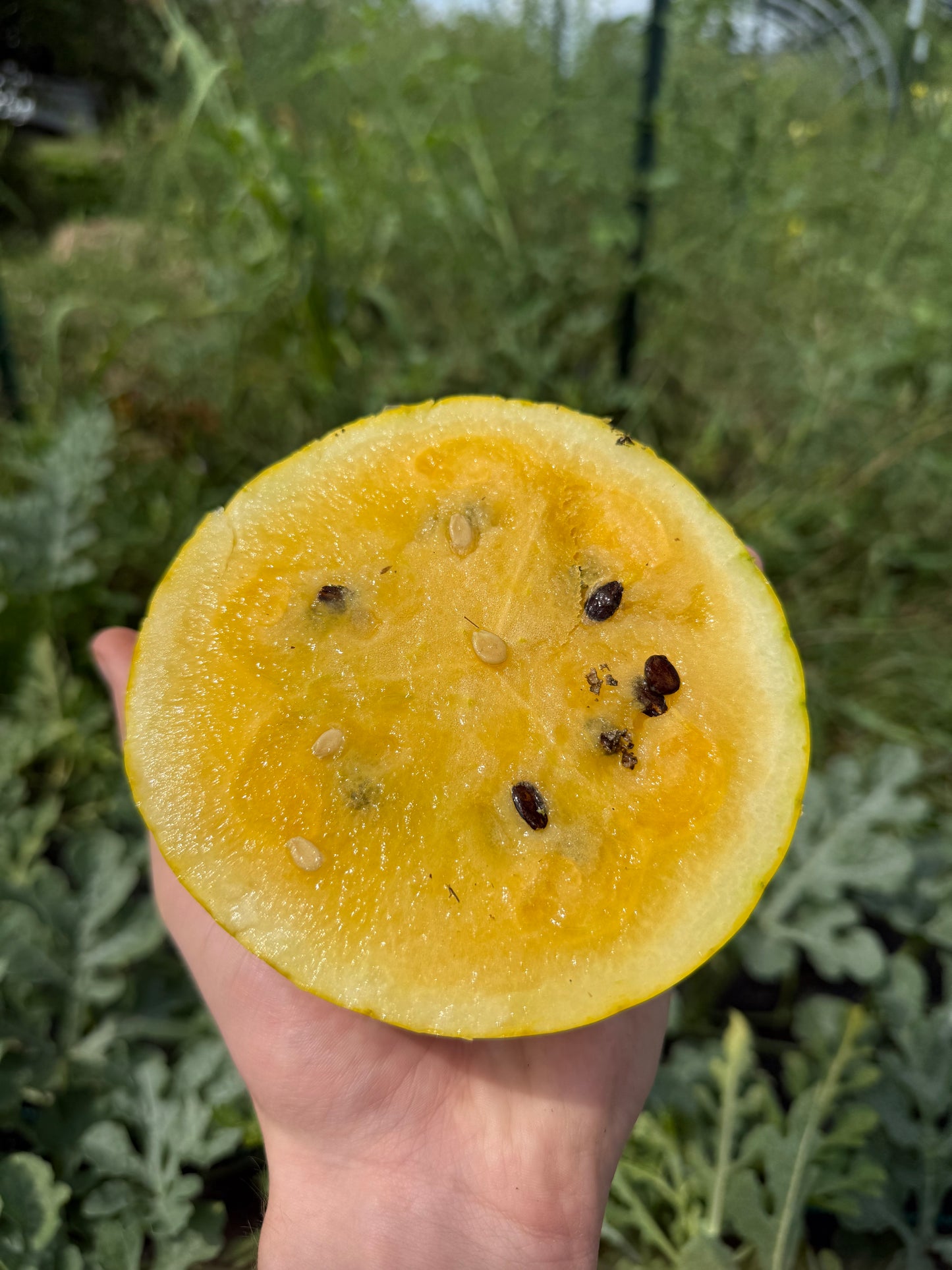 Watermelon - Lemon Drop