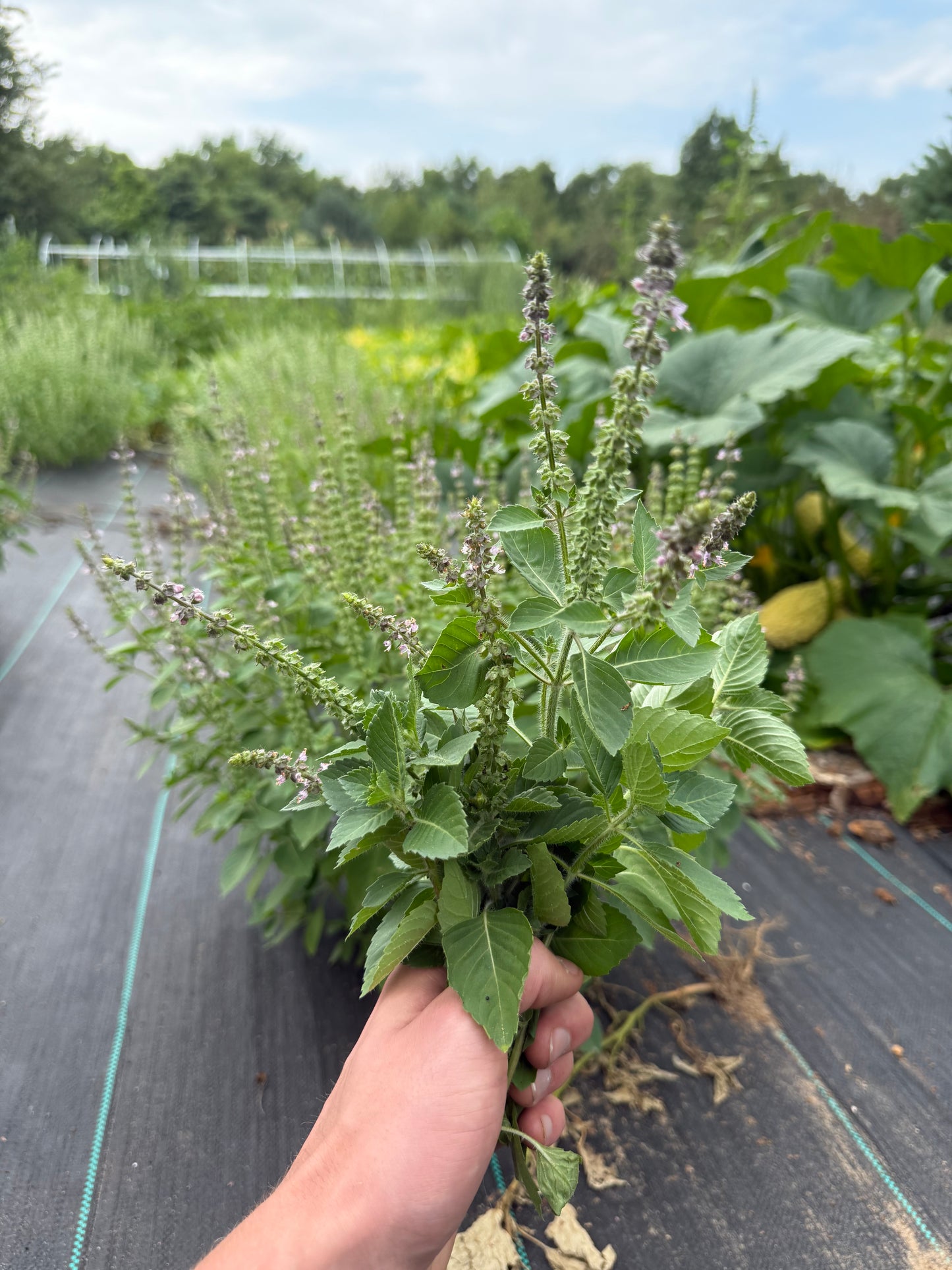 Basil - Blue Spice
