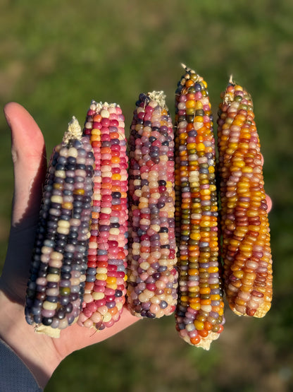 Corn - Glass Gem