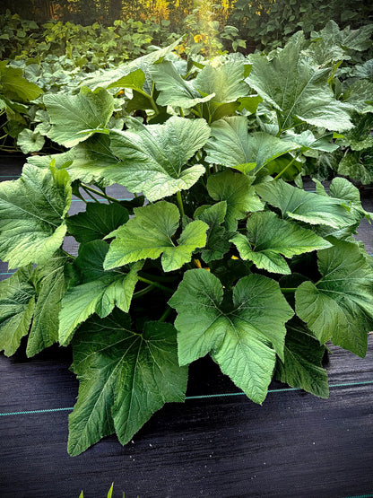 Summer Squash - Rugosa Friulana