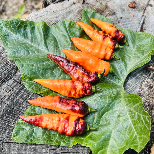 Pepper - Black Panther