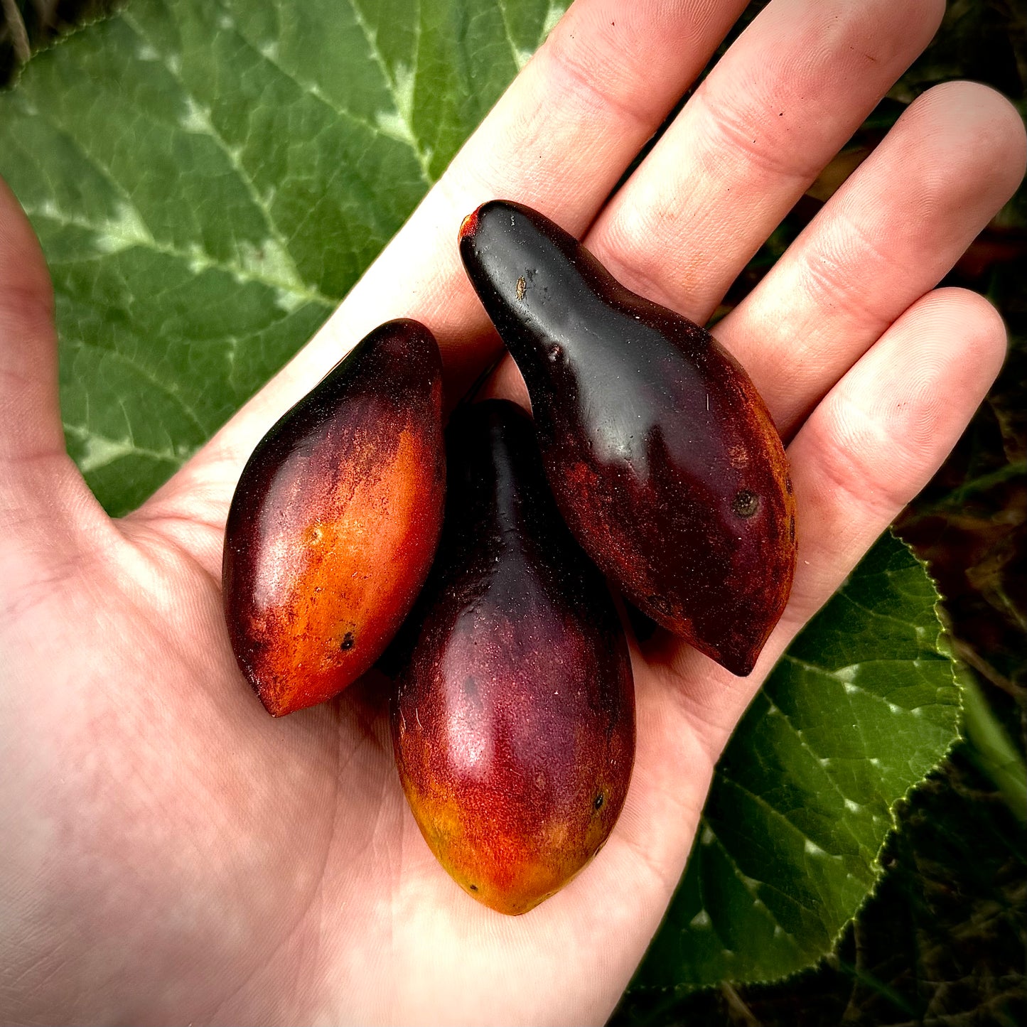 Tomato - Pink Panther