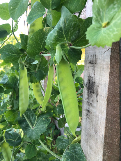 Pea - Green Beauty