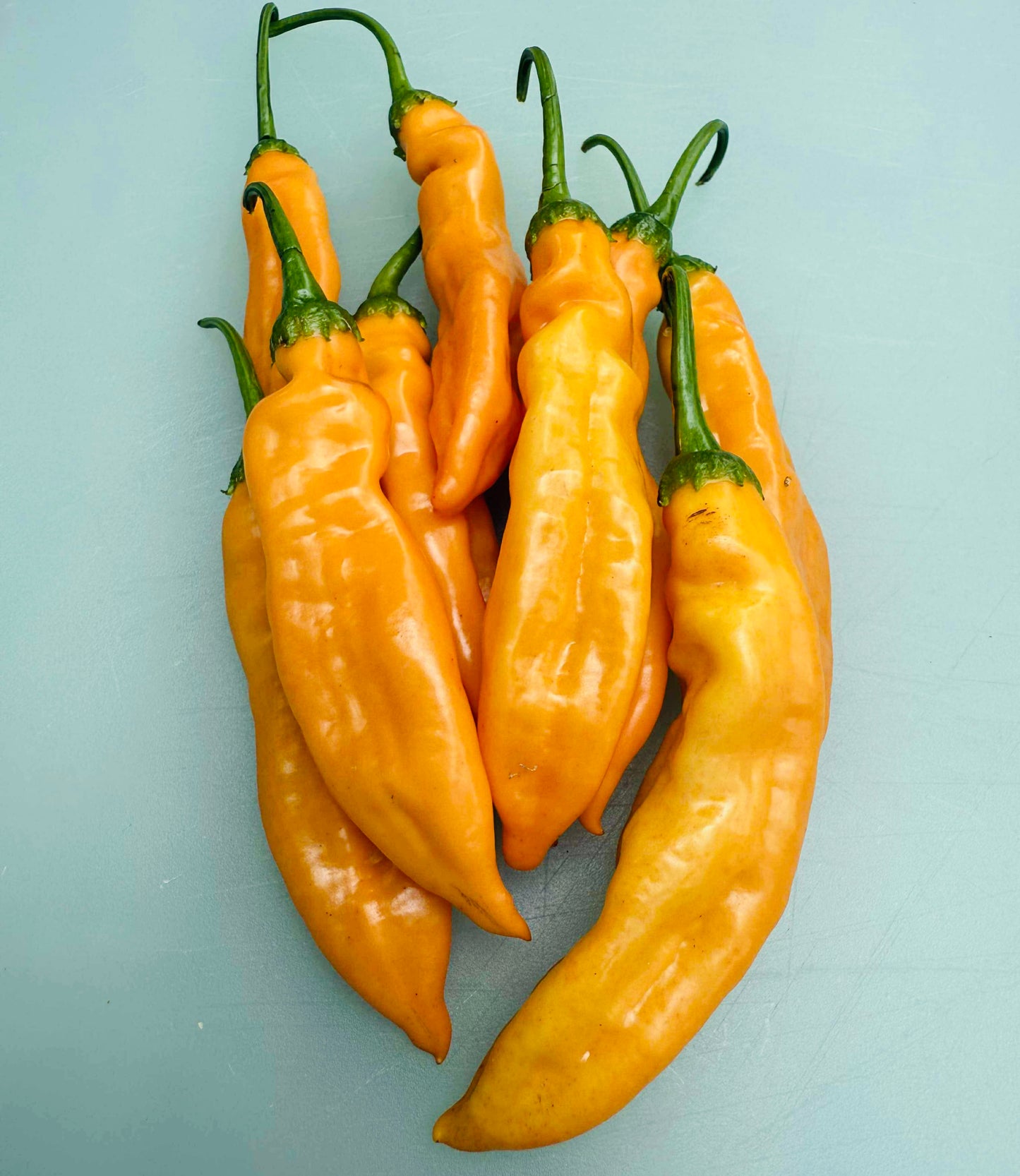Pepper - Aji Mango