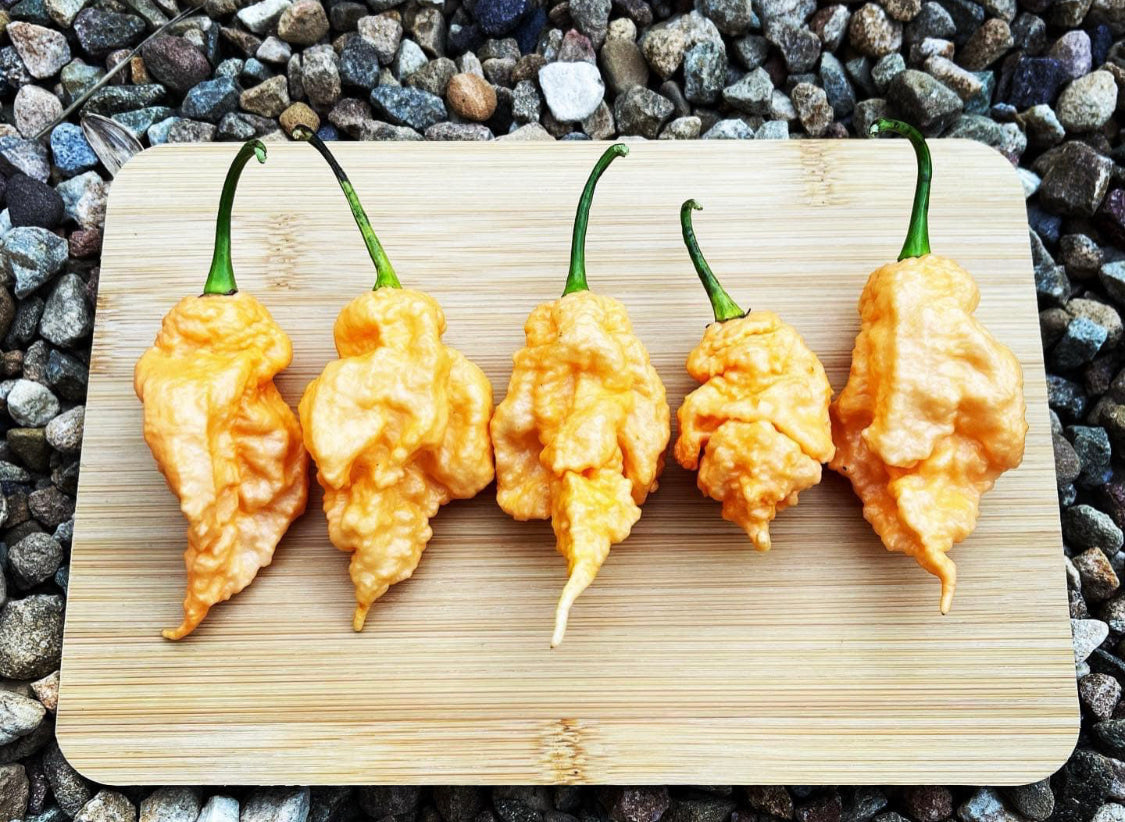 Pepper - Jay’s Peach Ghost Scorpion