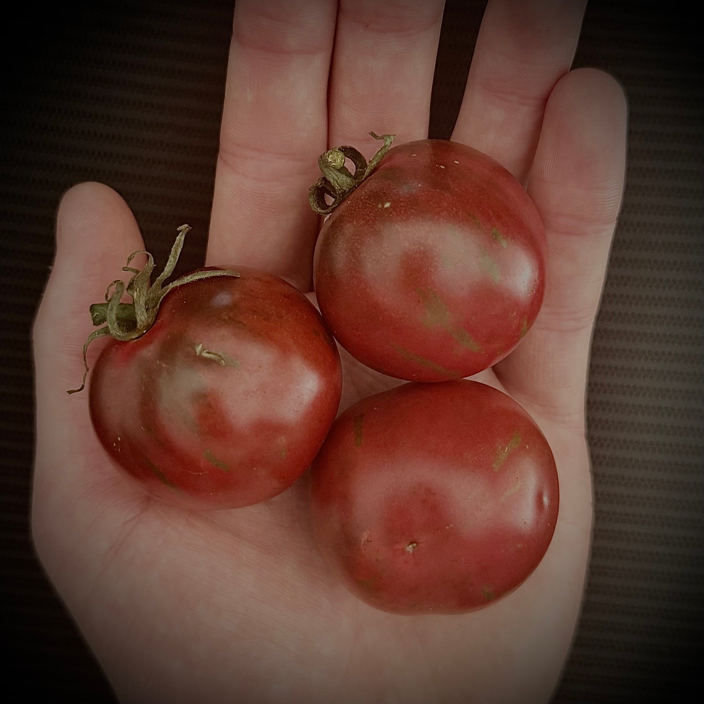 Violet Jasper -Non GMO- Heirloom Tomato Seeds (10+ Seeds)