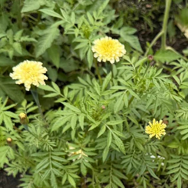 Marigold - Kilamanjaro White