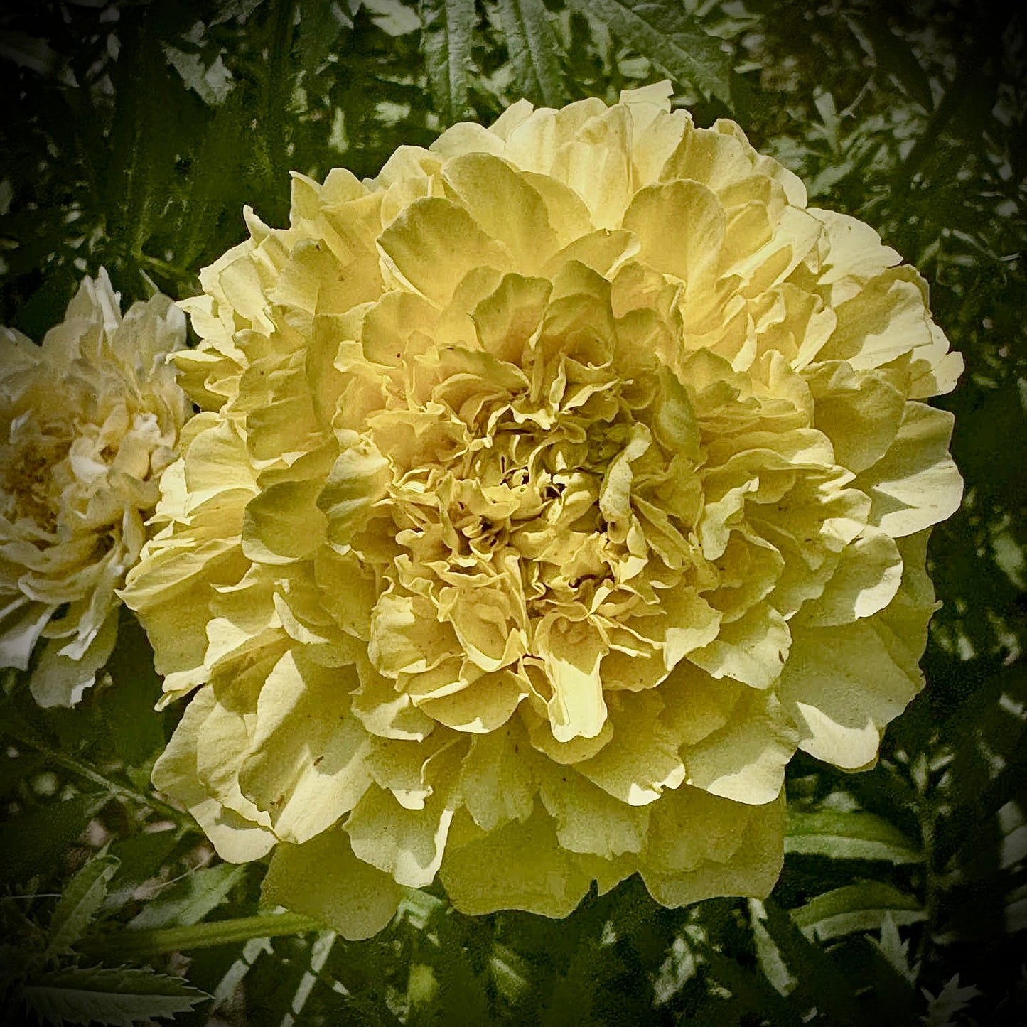 Marigold - Vanilla Ice