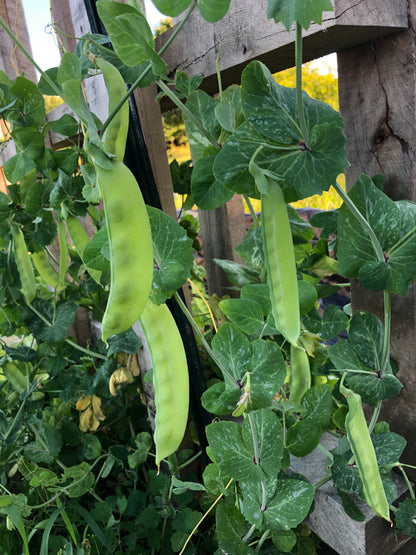 Pea - Green Beauty