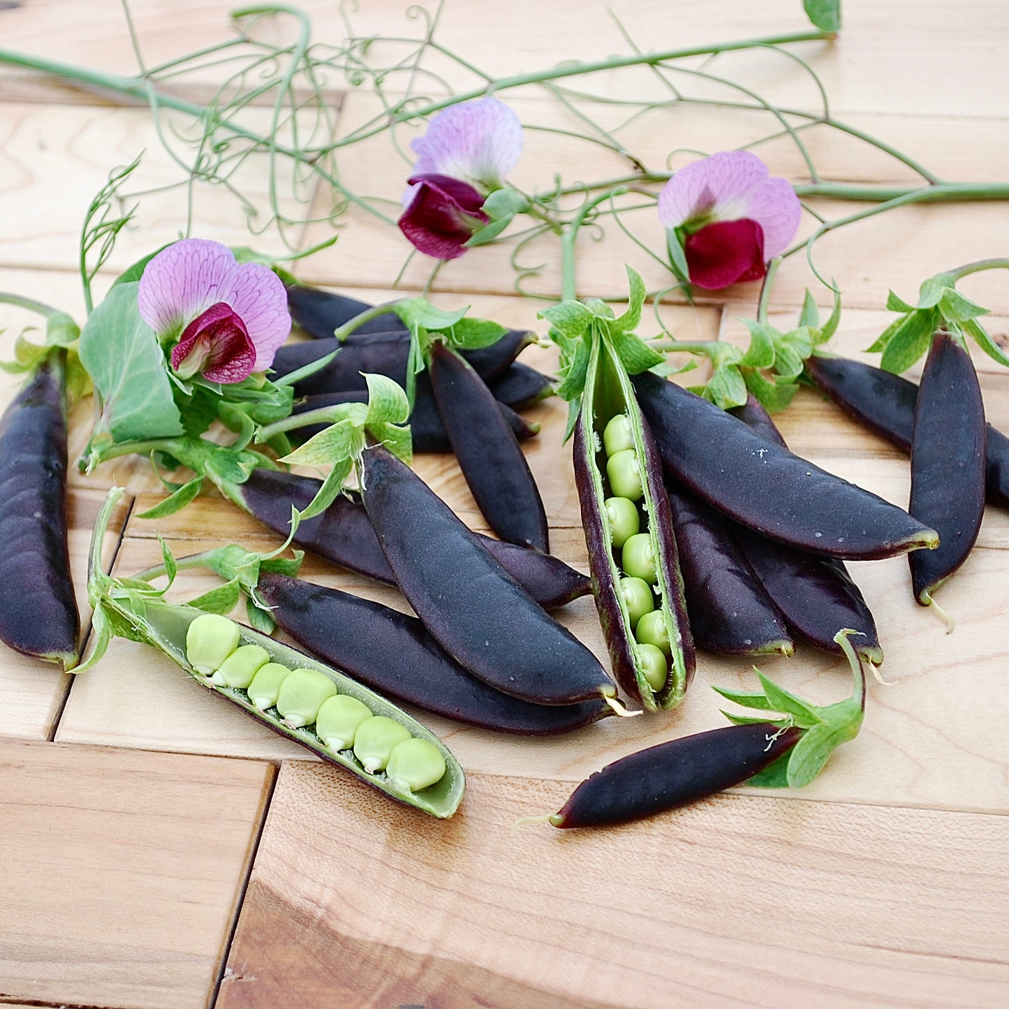 Pea - Sugar Magnolia