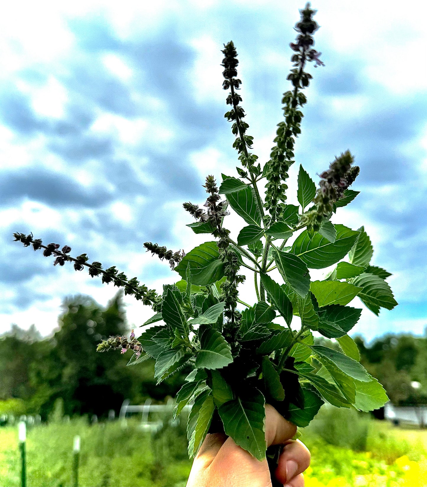 Basil - Blue Spice