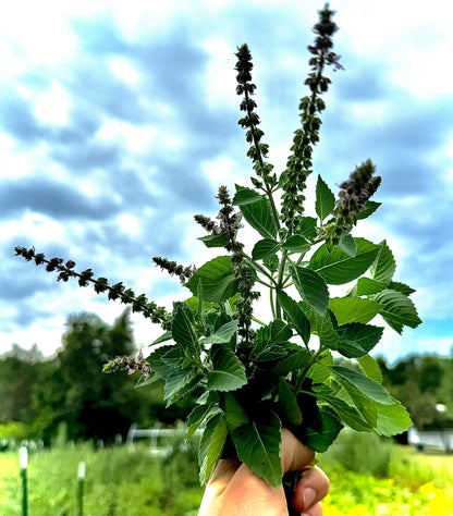 Basil - Blue Spice