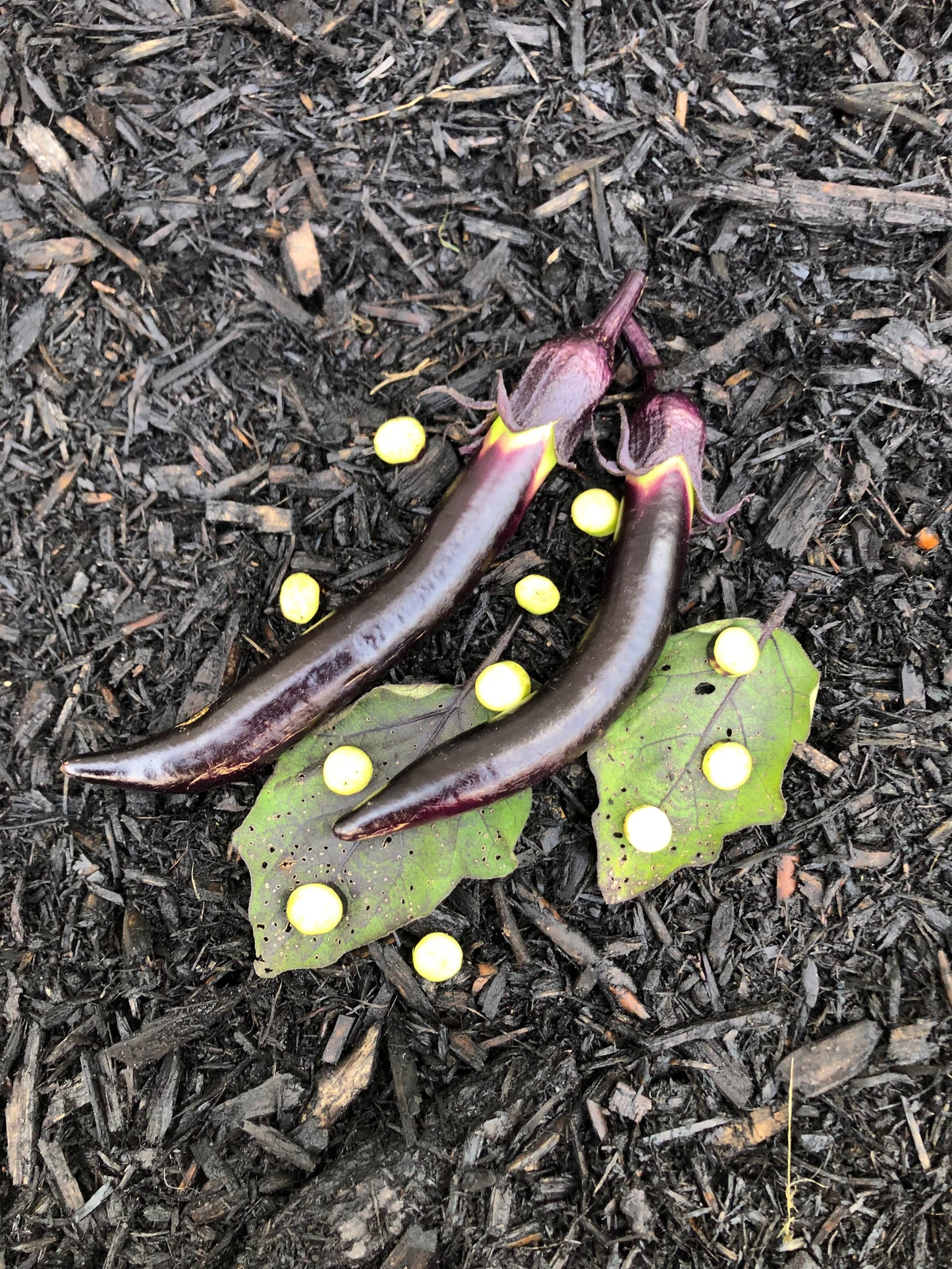 Eggplant - Nagasaki Long