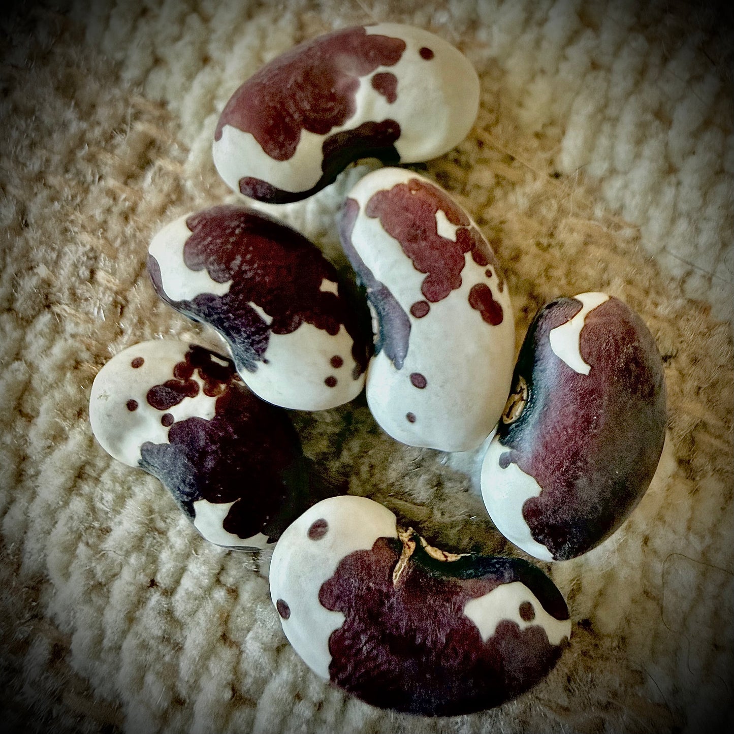 Bean - 1,500 Year Old Cave