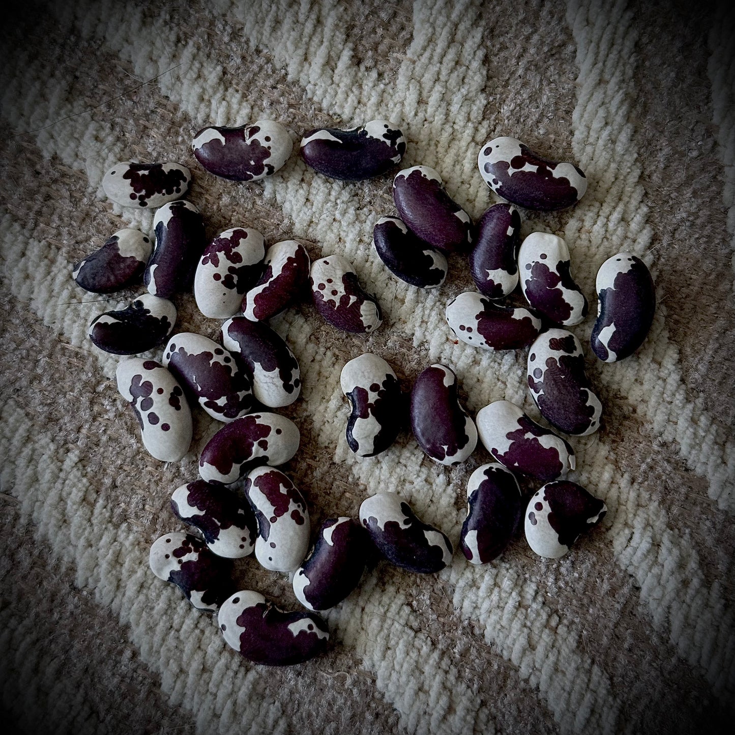 Bean - 1,500 Year Old Cave