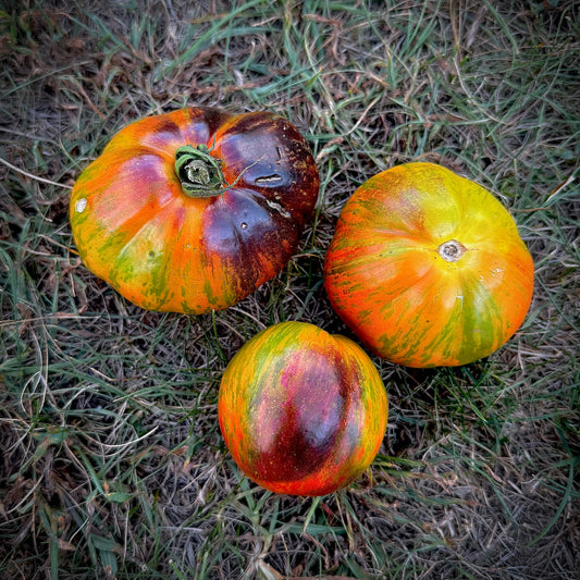 Papa Kalopa - Tomato Seeds