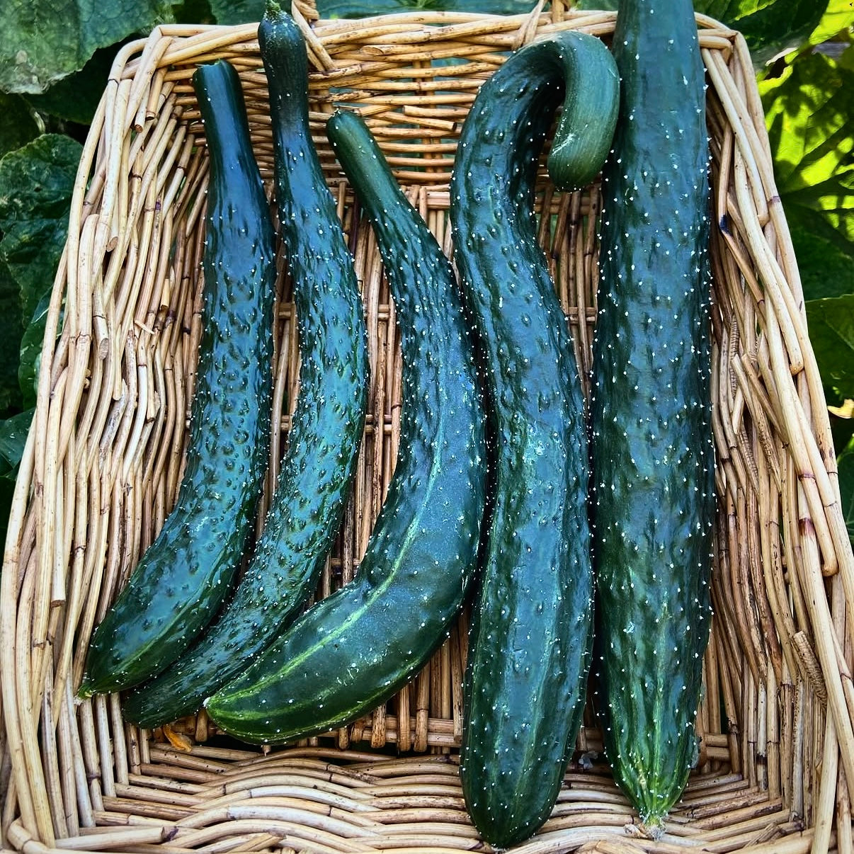 Cucumber - China Jade
