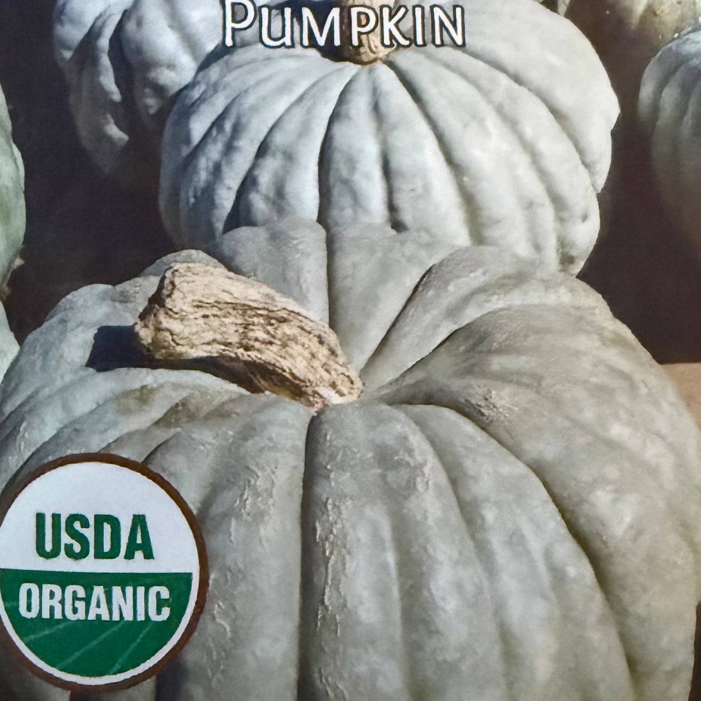 Pumpkin - Jarrahdhale