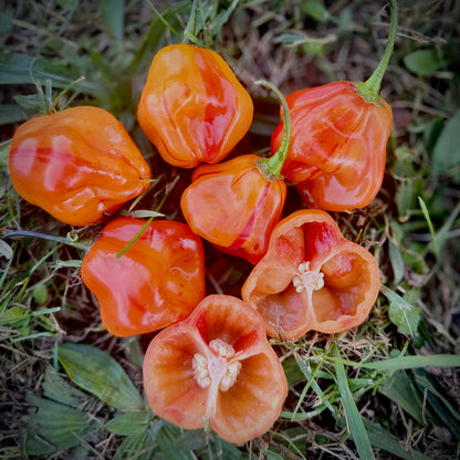 Pepper - Zebrange