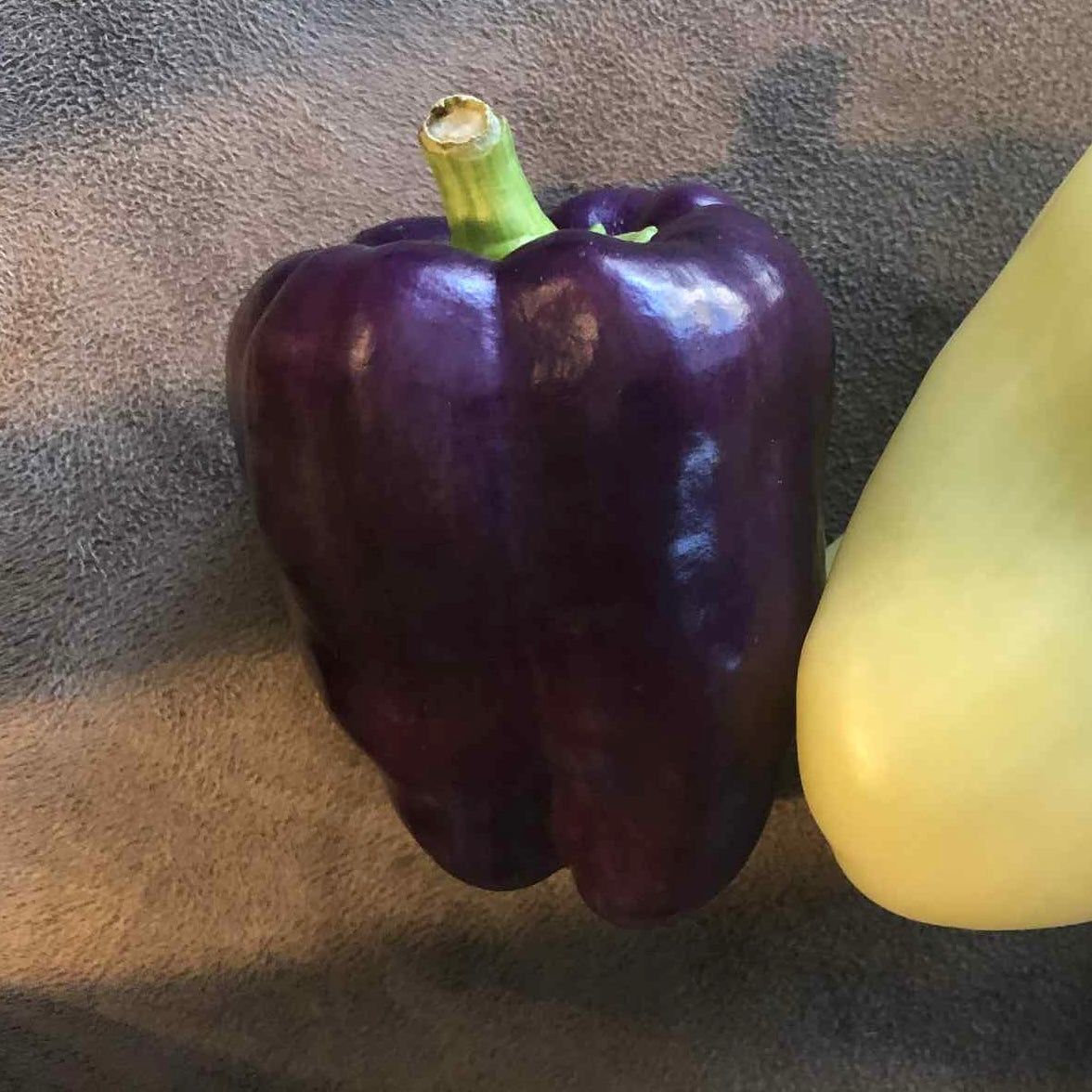 Pepper - Purple Beauty Bell