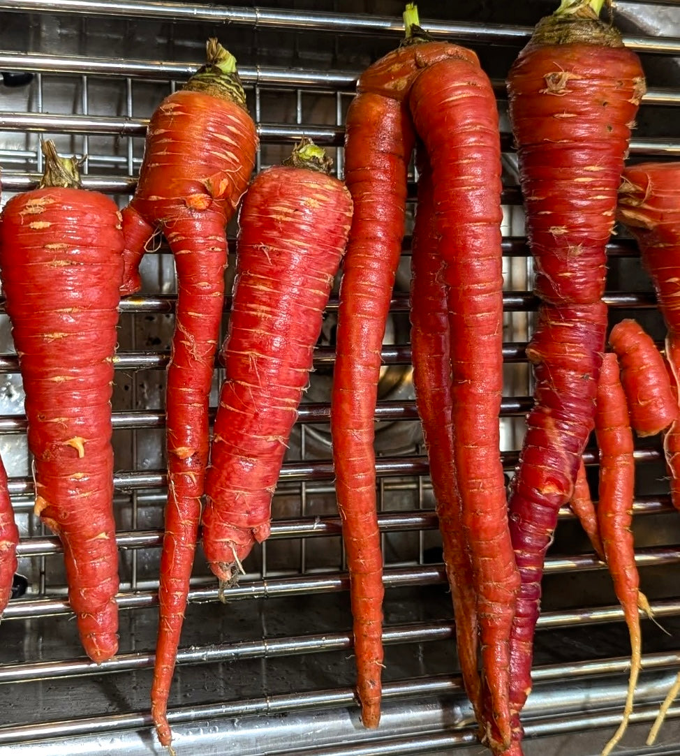 Carrot - Atomic Red