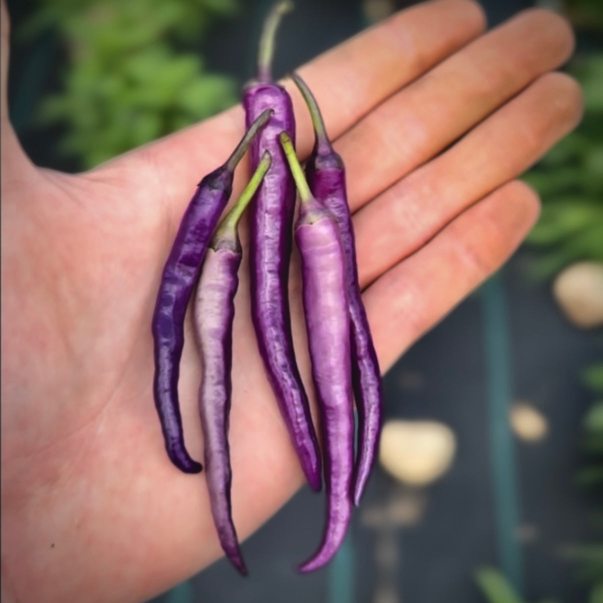 Pepper - Buena Mulata