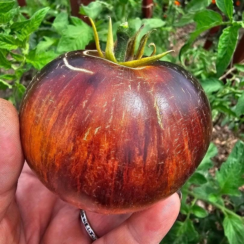 Tomato - Alice’s Dream
