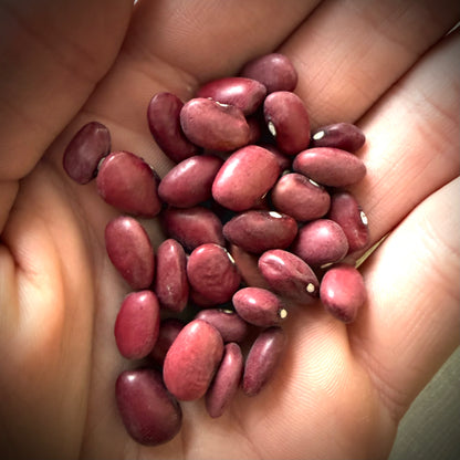 Bean - Hidatsa Red
