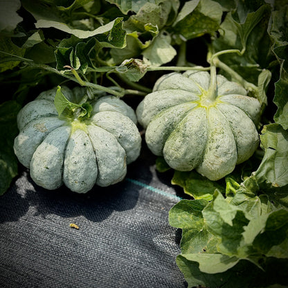 Melon - Prescott Fond Blanc