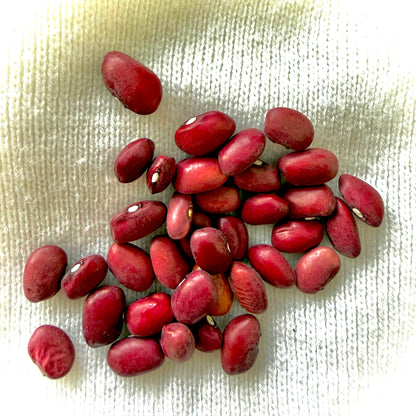 Bean - Hidatsa Red