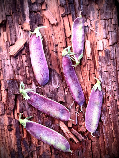 Pea Seeds - King Tut Purple