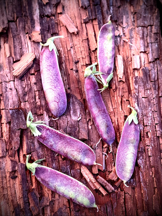 Pea Seeds - King Tut Purple