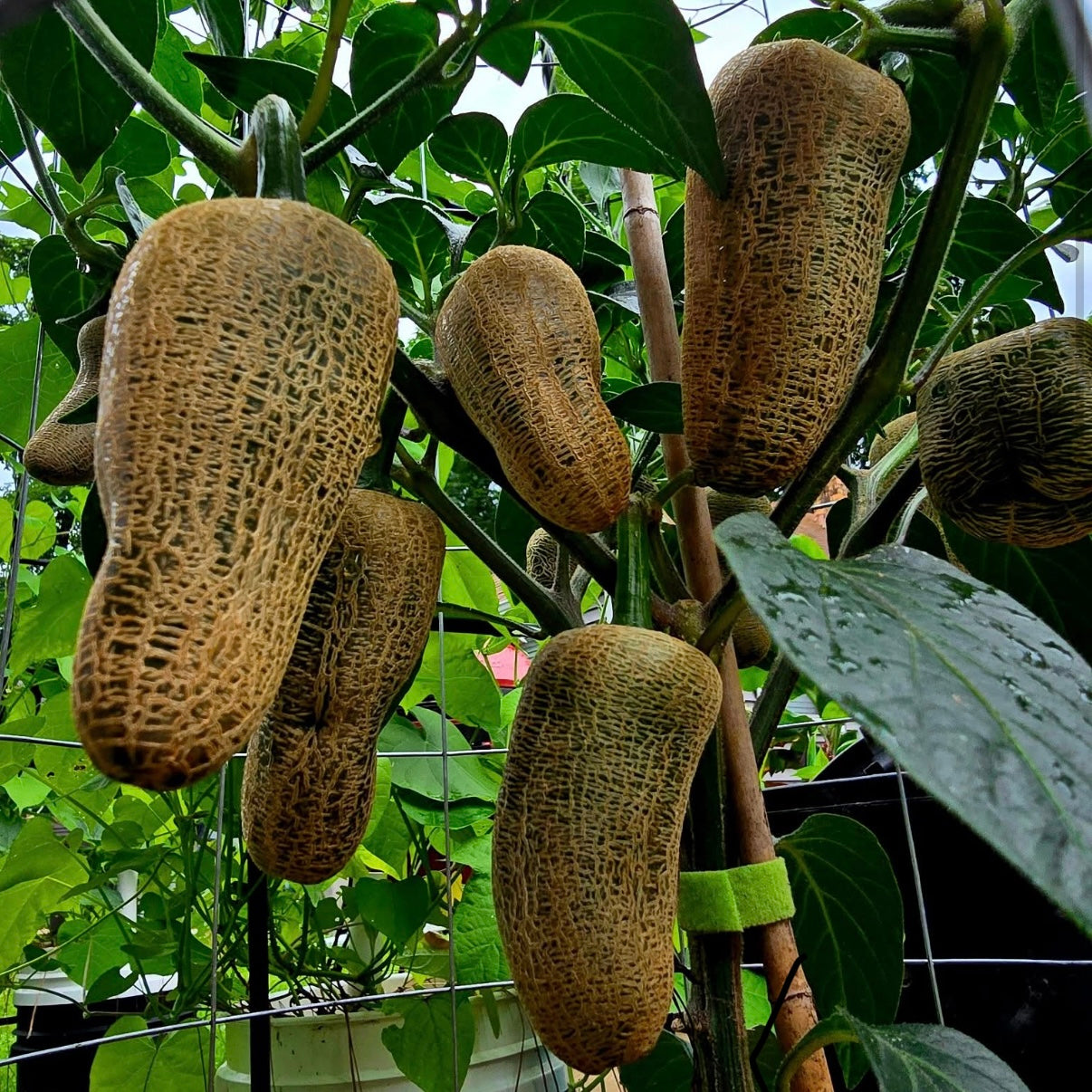 Pepper - Farmers Market Jalapeño