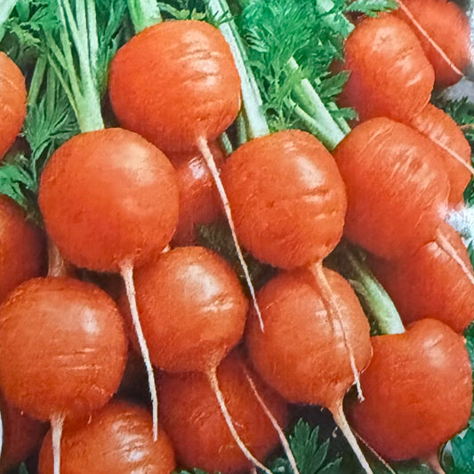 Carrot - Parisian