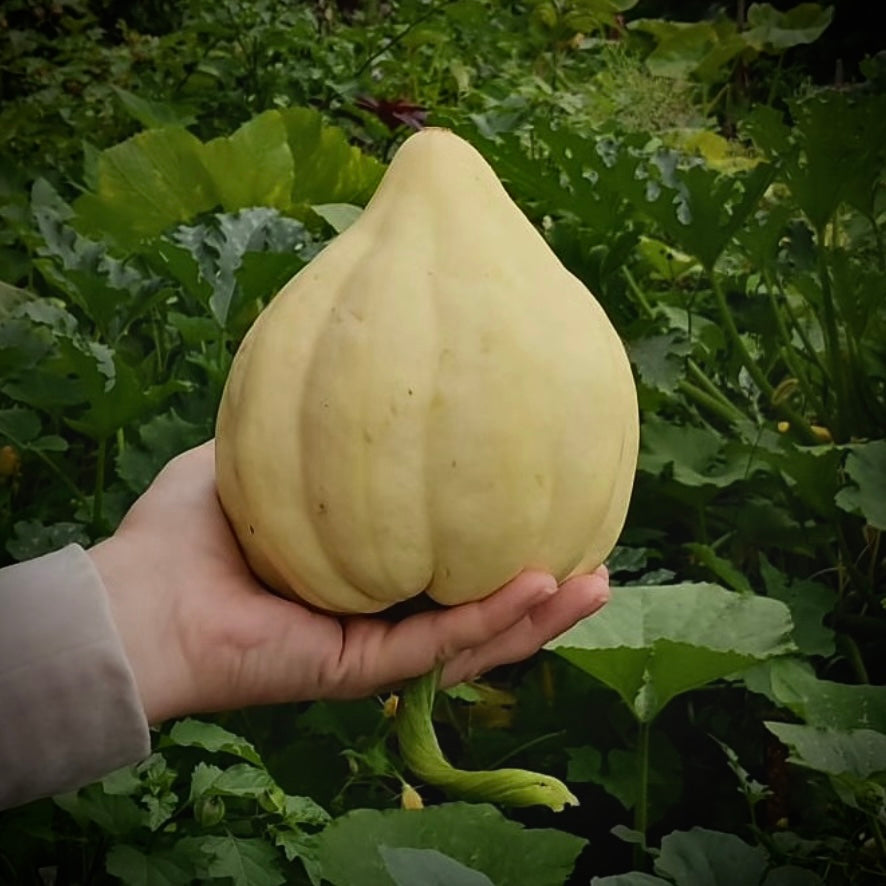 Squash - Thelma Sanders