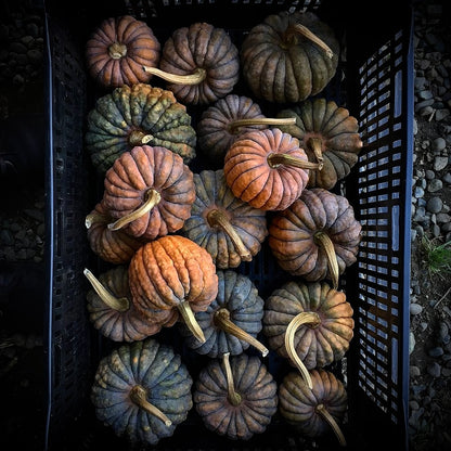Squash - Black Futsu
