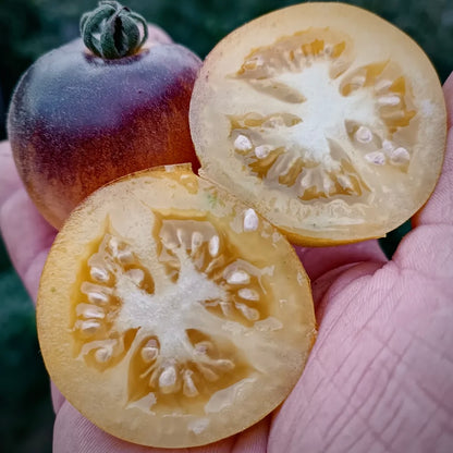 Tomato - Wooly Kate